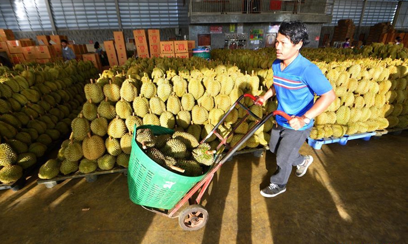 A man transports newly-picked durians in Chanthaburi Province, Thailand, May 20, 2020. Photo:Xinhua