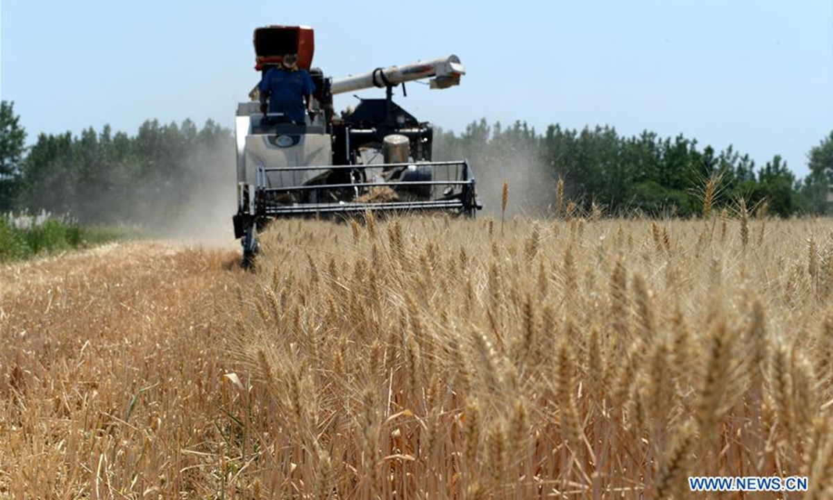 Villagers busy harvesting wheat in Fengyang County, E China Global Times