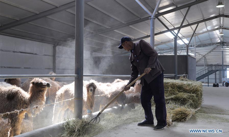 Alxa Right Banner in N China promotes development of camel industry ...