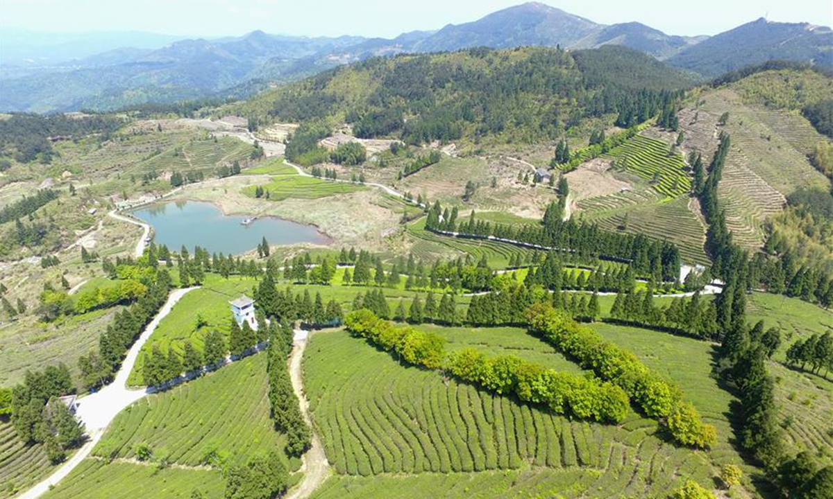 Tea exports rise in E China's Fujian - Global Times