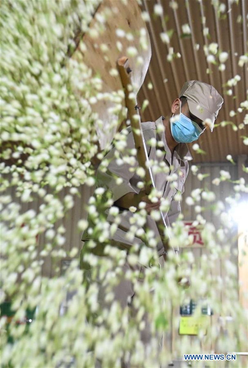 Tea exports rise in E China's Fujian - Global Times
