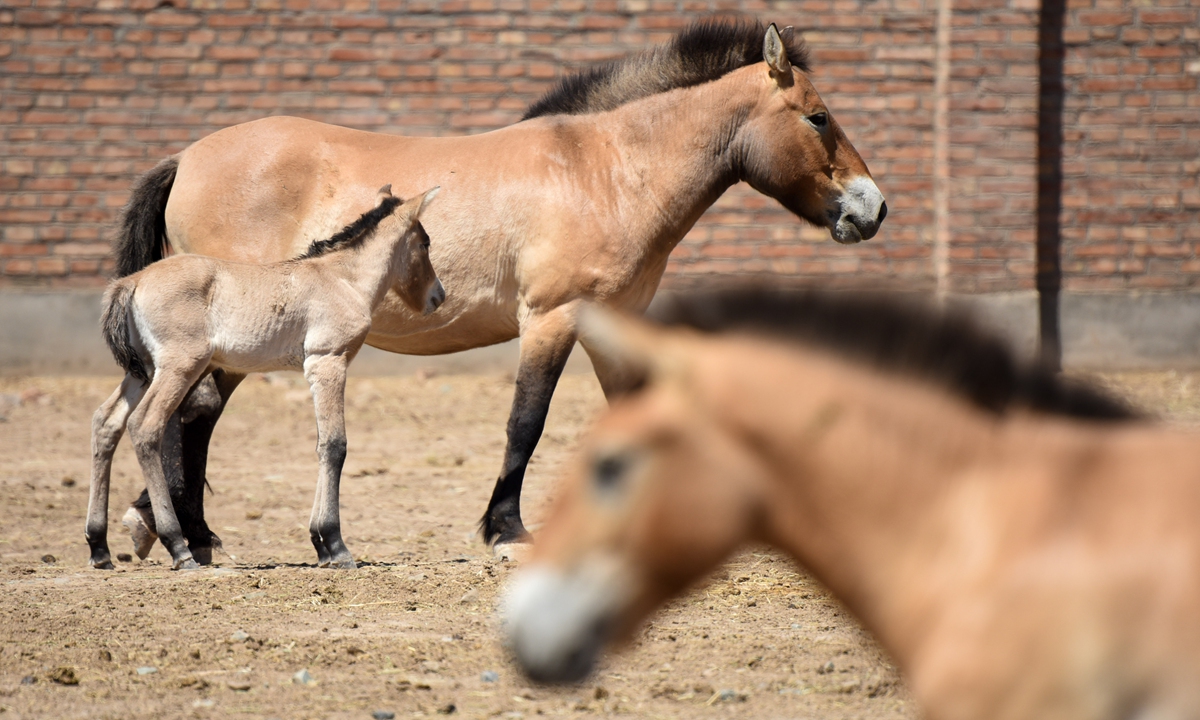 Eighteen rare, endangered horses born in China's Xinjiang Global Times