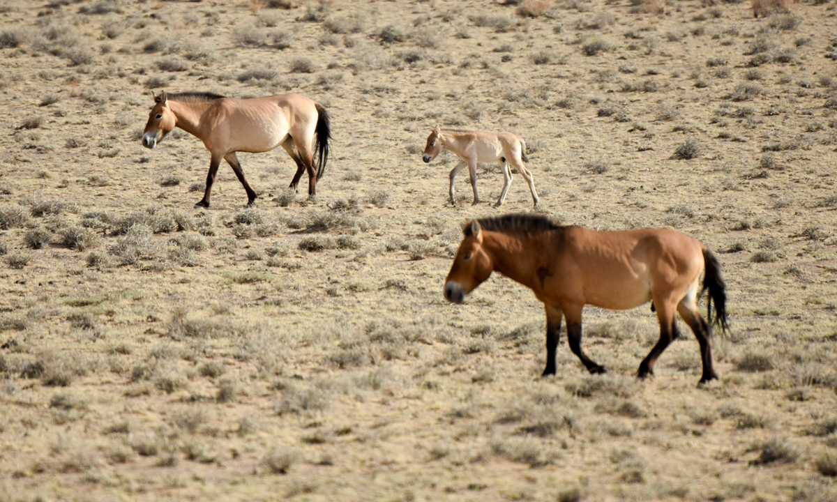 Przewalski's horses are seen at the Kalamayli Nature Reserve, northwest China's Xinjiang Uygur Autonomous Region, June 3, 2020. (Xinhua/Ding Lei)