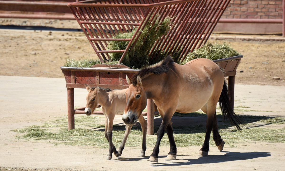 Eighteen rare, endangered horses born in China's Xinjiang Global Times