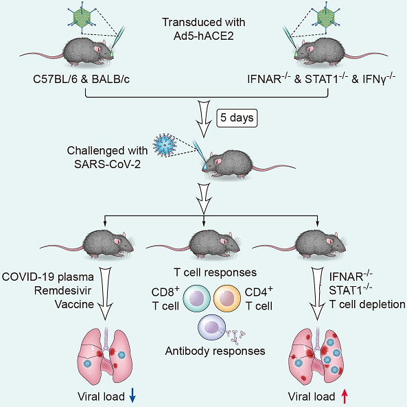 Mice virus. Ксенографт мыши. Заражение лабораторных животных. Mice virus. Лабораторные мыши.