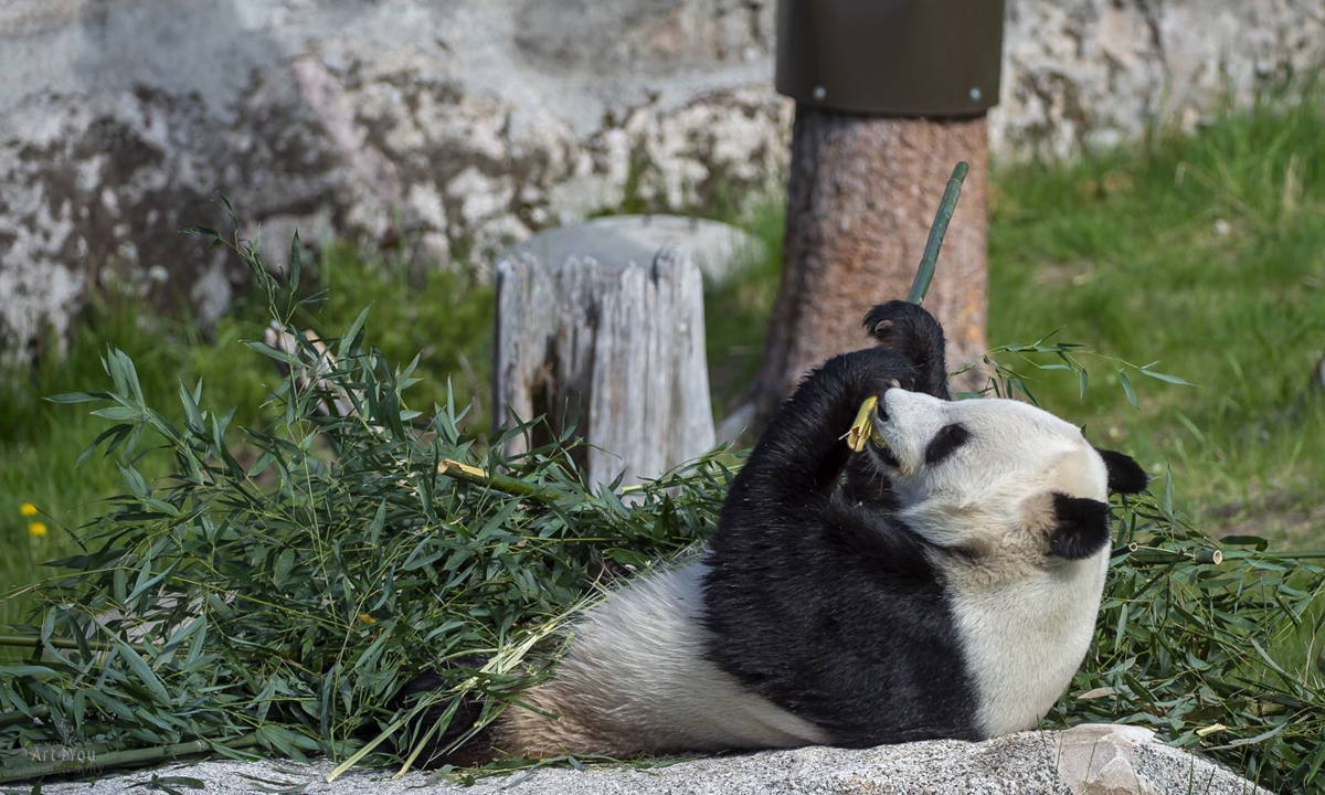 Finnish zoo denies reports of sending pandas back to China: they are