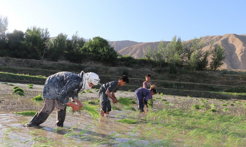Afghan farmers plant rice seedlings at paddy field - Global Times