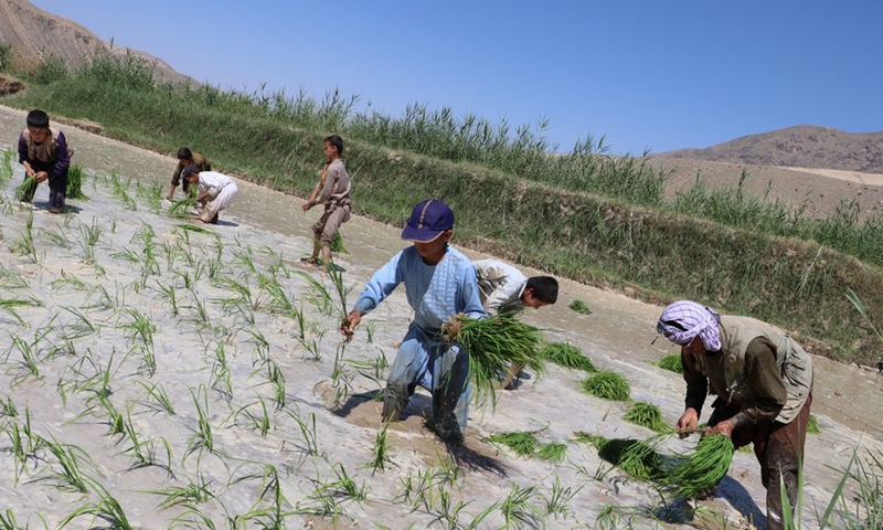 Afghan farmers plant rice seedlings at paddy field - Global Times