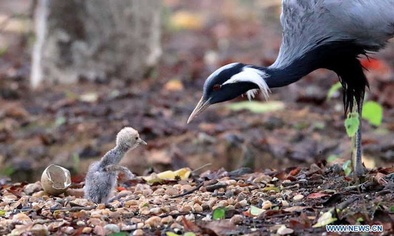 A demoiselle crane takes care of a newborn nestling in Aixi Lake wetland park in Nanchang, capital of east China's Jiangxi Province, June 23, 2020. A demoiselle crane nestling was born in Aixi Lake wetland park on June 23. Staff members transfered it and took care of it to prevent it from being hurt by other wild animals. The nestling will be released back to its parents when it grows older. Demoiselle crane is on the country's second-level protection list. (Photo by Yu Huigong/Xinhua)