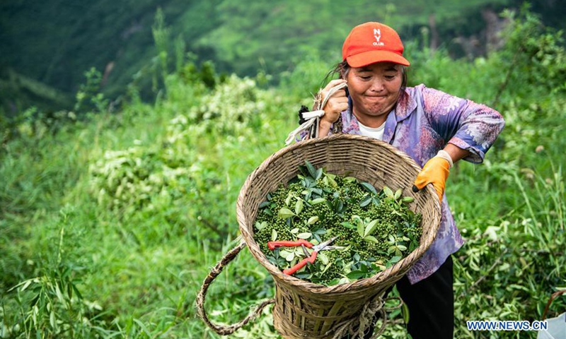 Sichuan pepper industry in China's Guizhou helps local people to shake