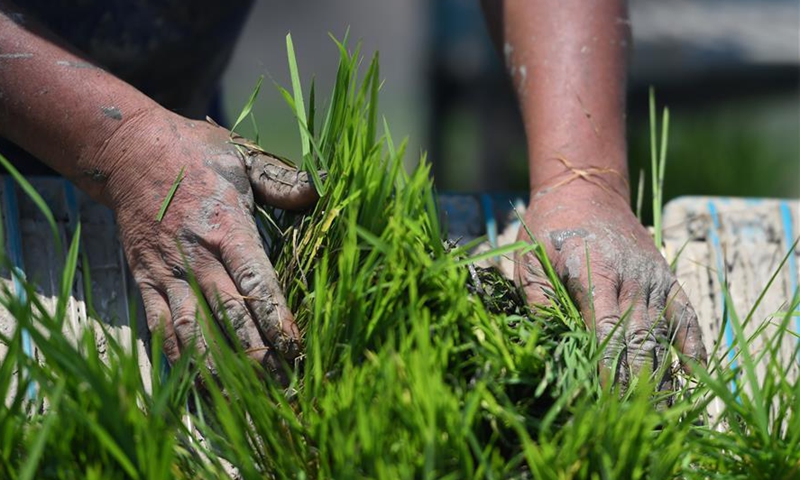Farmers busy in harvesting early-season rice and transplanting late ...