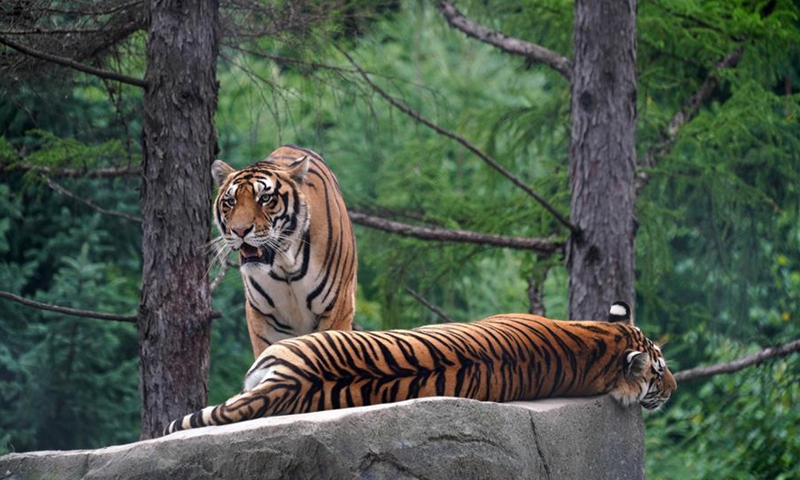 National park in NE China sees population growth of Siberian tigers, Amur  leopards - Global Times