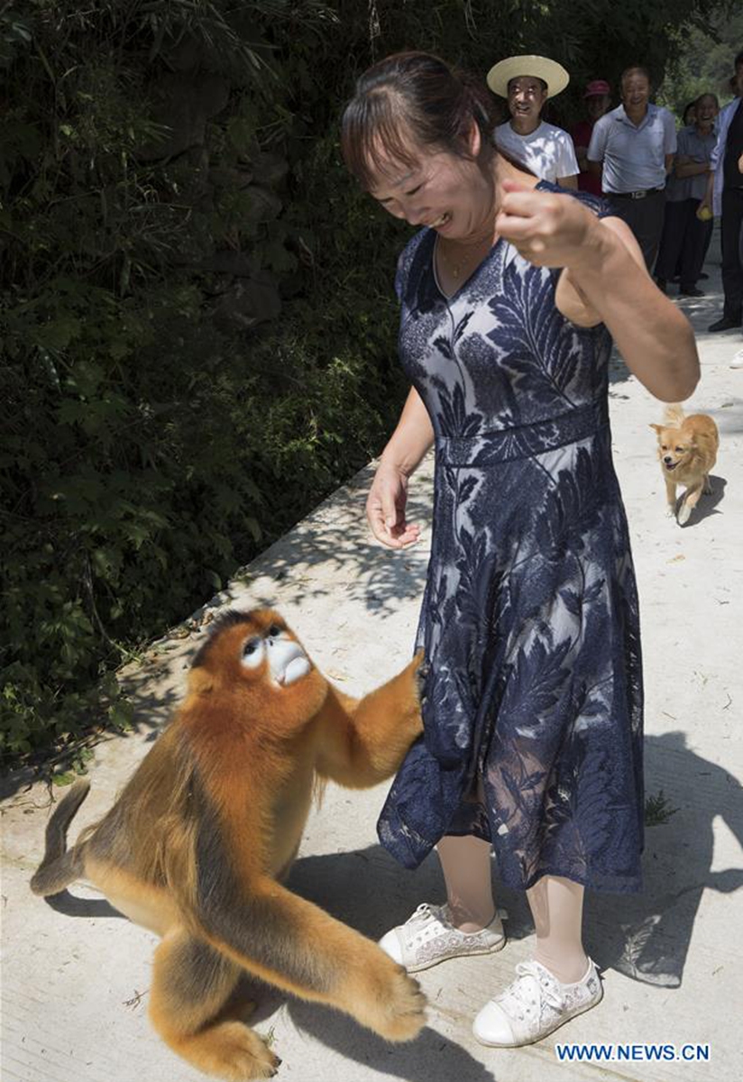 People live in harmony with golden snubnosed monkey in Yangxian County