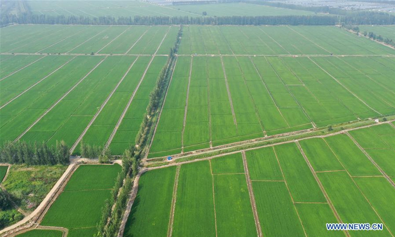 Panjin City in China's Liaoning develops rice-crab commensal eco ...