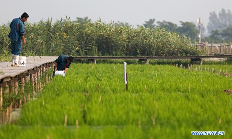 Panjin City in China's Liaoning develops rice-crab commensal eco ...