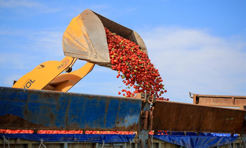 Tomatoes are loaded onto a truck in Bohu County, northwest China's Xinjiang Uygur Autonomous Region, Aug. 5, 2020. Over 1,000 hectares of tomatoes for further processing have entered the mature season in the county at present.Photo:Xinhua