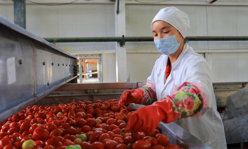 A worker selects tomatoes at a tomato processing plant in Bohu County, northwest China's Xinjiang Uygur Autonomous Region, Aug. 5, 2020. Over 1,000 hectares of tomatoes for further processing have entered the mature season in the county at present.Photo:Xinhua