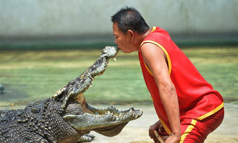 A man kisses a crocodile during a show at the Crocodile Farm and Zoo on the outskirts of Bangkok, Thailand, Aug. 11, 2020. (Xinhua/Rachen Sageamsak) 