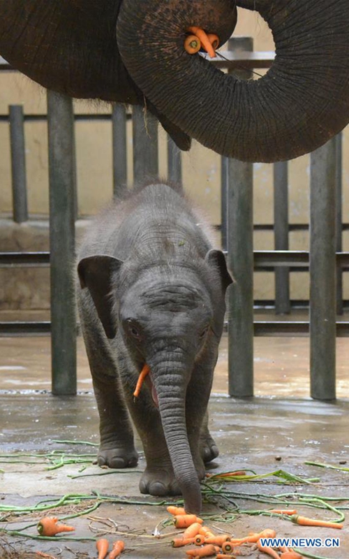 Sumatran elephants eat carrots in Pasuruan, Indonesia Global Times