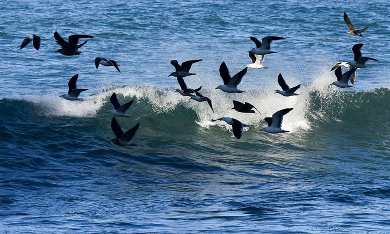 Sea birds fly over the sea in Wellington, capital of New Zealand, June 10, 2020. Wellington has been named New Zealand's best destination in the Lonely Planet guidebook, with the city branded 
