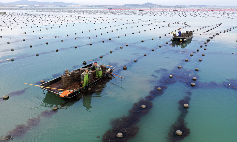 Farmers collect and sort abalone in an aquatic culture zone in Weihai, a marine industry base and tourism city in East China's Shandong Province during the harvest season on Thursday. Photo: VCG