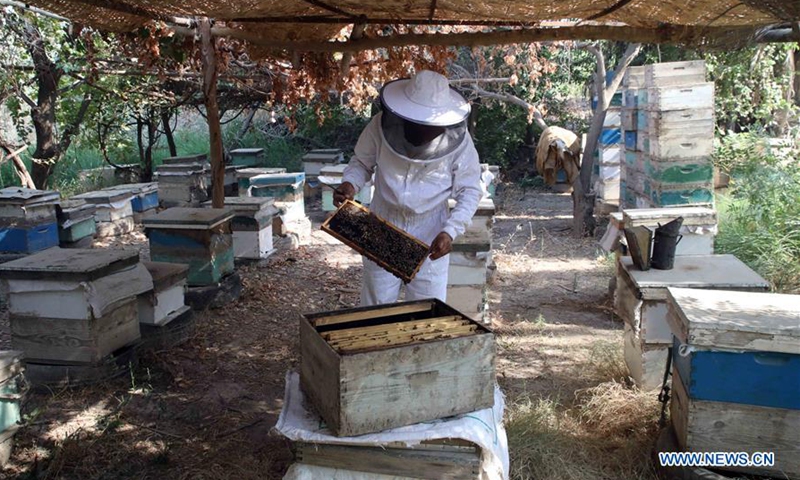 Beekeeper extracts honey from honeycomb in Baghdad, Iraq - Global Times