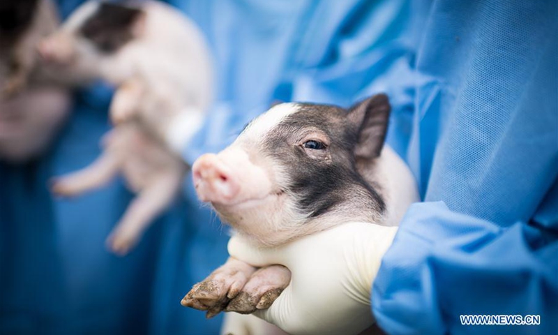 In this photo handed out by the Chinese Academy of Sciences, a pig model for Huntington's disease is pictured at a laboratory in Guangzhou, south China's Guangdong Province, March 28, 2018. A Chinese team of scientists has established a pig model of Huntington's disease (HD), an inherited neurodegenerative disease, using genetic engineering technology. In a study published in Cell on Thursday, researchers anticipated that the pigs could be a practical way to test treatments for HD, which is caused by a gene encoding a toxic protein that causes brain cells to die. (Photo: Xinhua)