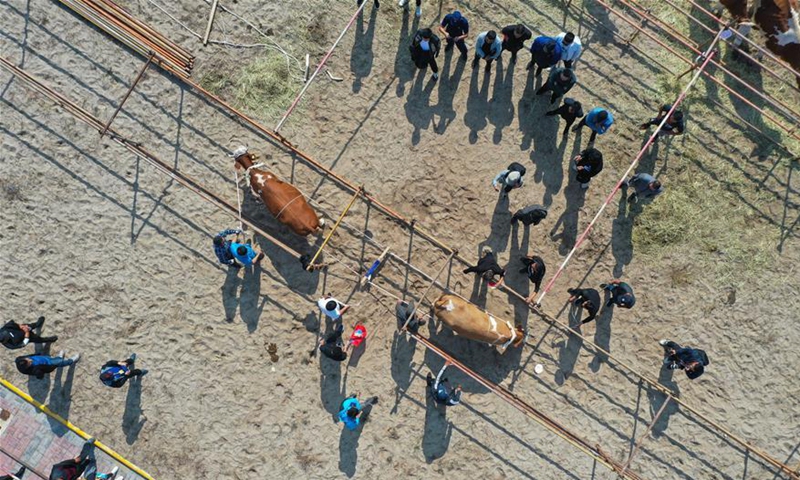 Cattle racing festival held in Inner Mongolia - Global Times