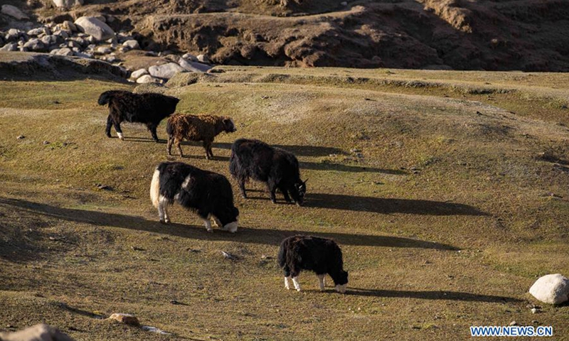 Yaks graze on a mountain pasture in Yecheng County, northwest China's Xinjiang Uygur Autonomous Region, Oct. 8, 2020.Photo:Xinhua