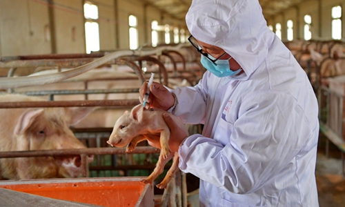 An owner of a hog farm in Qiongjie county, Shannan, Tibet autonomous region, vaccinates a piglet on April 21, 2020. Photo:Xinhua

