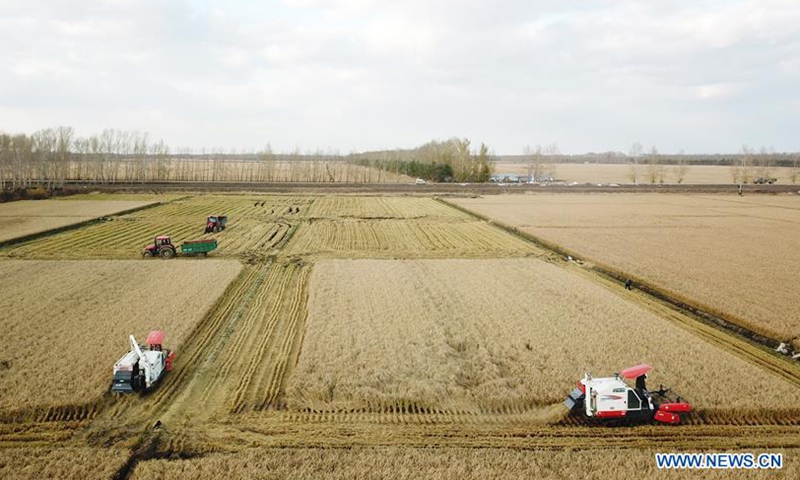 View of rice harvest in China's Heilongjiang - Global Times