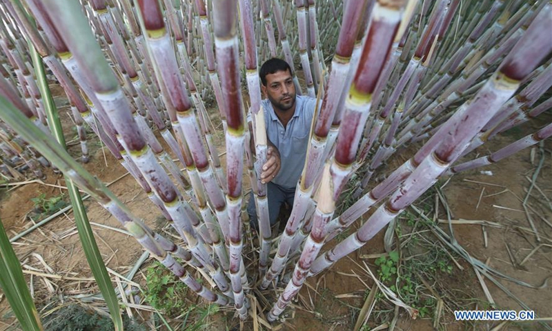 Palestinian farmer Mohammad Naim checks the growth of sugar canes at his farm in the southern Gaza Strip city of Khan Younis, on Oct. 18, 2020. (Photo by Khaled Omar/Xinhua)