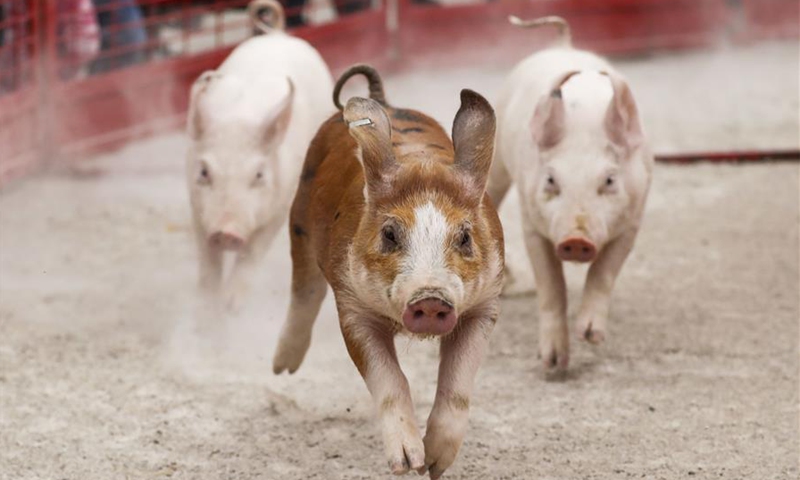 Piggies run during a pig race at Didier Farms' Pumpkinfest in Lincolnshire, Illinois, the United States, on Oct. 17, 2020. Lots of towns in Illinois are holding pumpkin festivals recently ahead of the Halloween. (Photo by Joel Lerner/Xinhua)