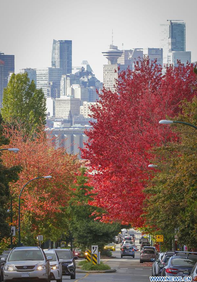 Colourful autumn foliage seen in Vancouver Global Times