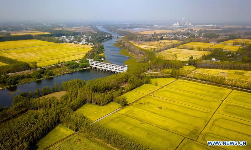 Aerial photo taken on Oct. 21, 2020 shows a harvester reaping rice crops in Pizhuang Township of Taierzhuang District of Zaozhuang City, east China's Shandong Province.Photo:Xinhua
