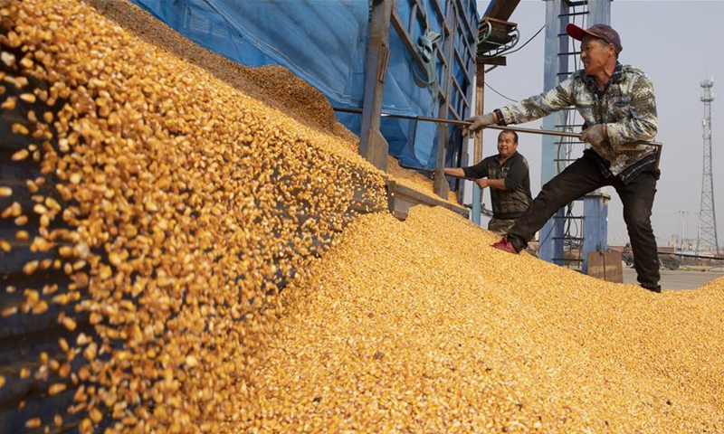 Farmers unload corns in Ning'an City, northeast China's Heilongjiang Province, Oct. 27, 2020. Autumn harvest in Ning'an has mostly finished, while food processing enterprises hum. (Xinhua/Zhang Tao) 