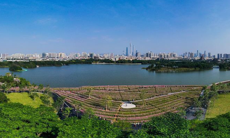 Haizu Tourists view cosmos flowers at Haizhu Wetland Park in Guangzhou ...