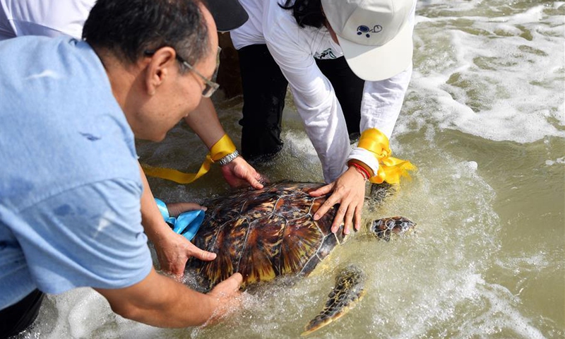 Volunteers release a sea turtle to the sea in Qishui bay in Wenchang, south China's Hainan Province, Nov. 7, 2020. Nineteen sea turtles, either stranded or confiscated by law enforcement, were released back to the sea on Saturday. (Xinhua/Guo Cheng) 