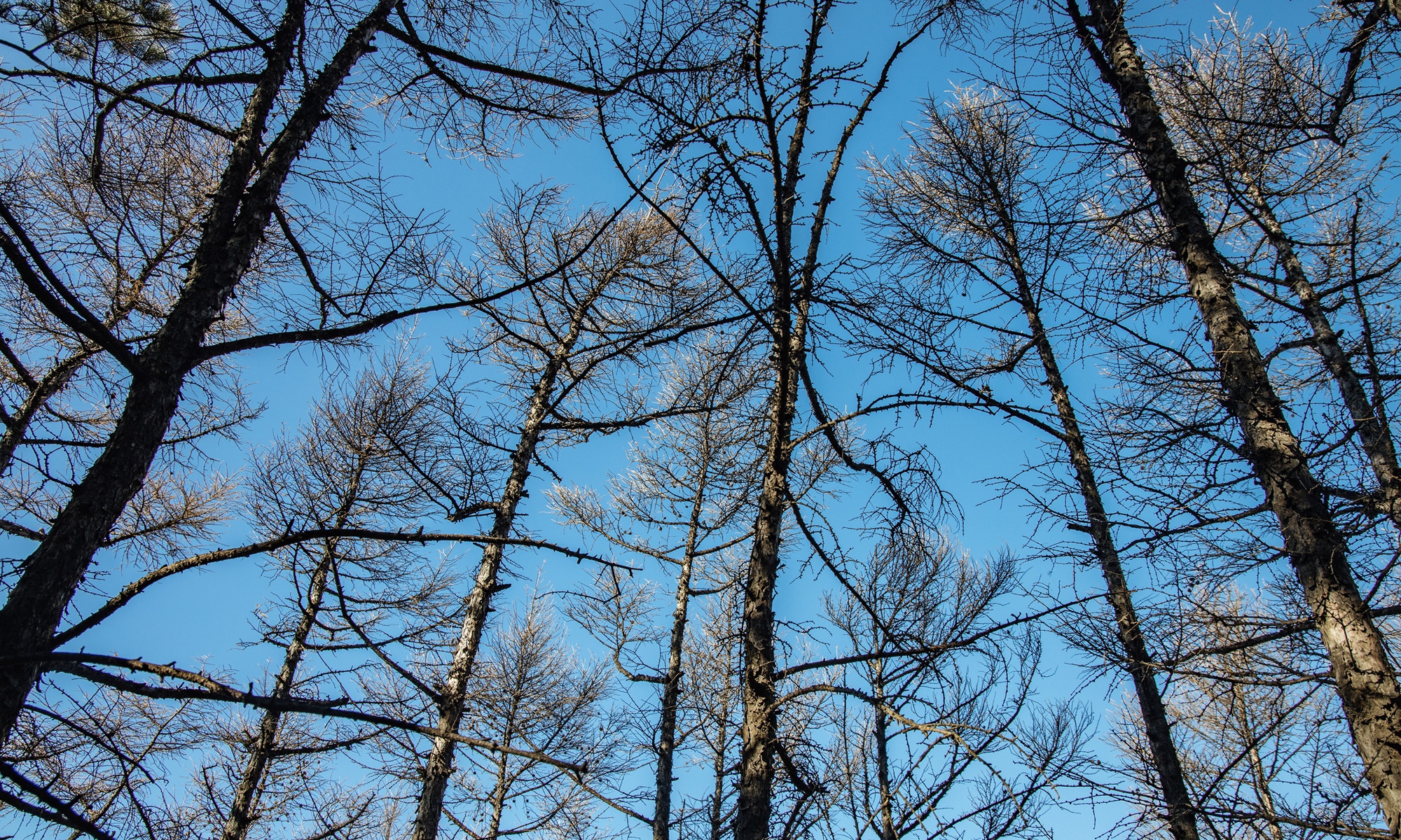 Forest farm creates canopy gap for better tree growth Global Times