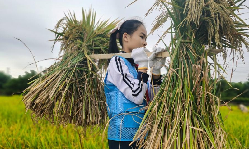 Family classes in paddy fields offer urban residents opportunity to ...