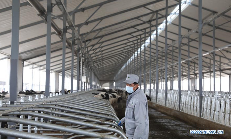 A staff member works at a cattle breeding company in Wuwei City, northwest China's Gansu Province, Nov. 17, 2020. In recent years, Wuwei City has gone to great lengths to develop husbandry industrial clusters, covering the area of forage grass cultivation, cattle breeding, meat and dairy products processing and so on, which optimizes resources allocation and increases the locals' income. (Xinhua/Du Zheyu)
