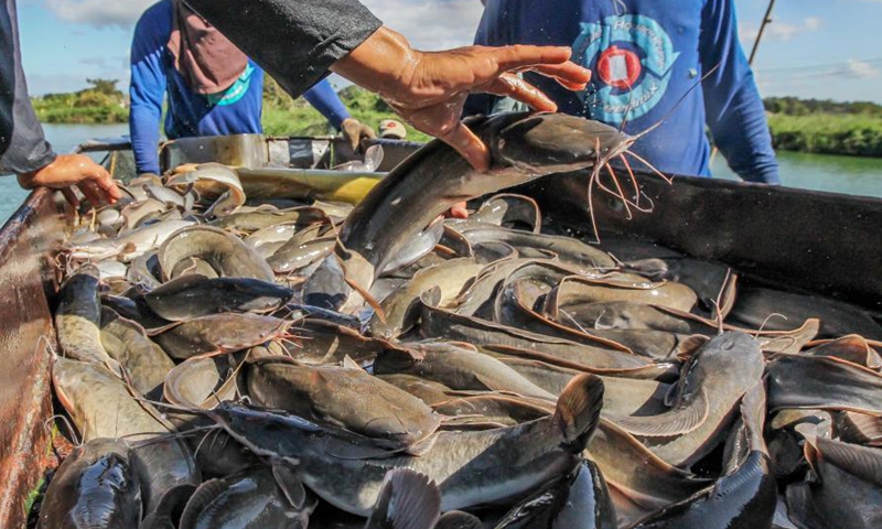 Fishermen sort catfish in Bulacan Province, the Philippines - Global Times