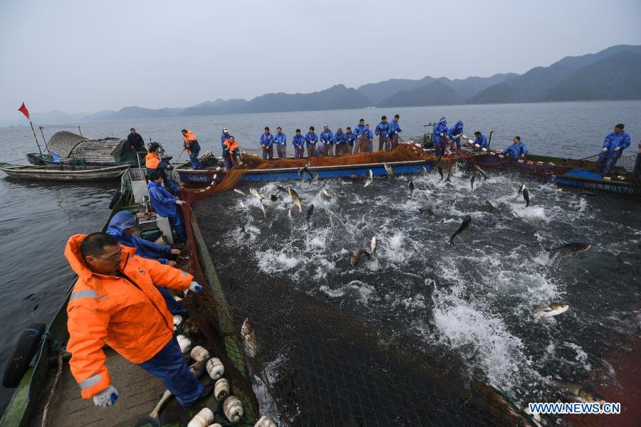 Fishery workers catch fish in Chun'an County, Zhejiang - Global Times