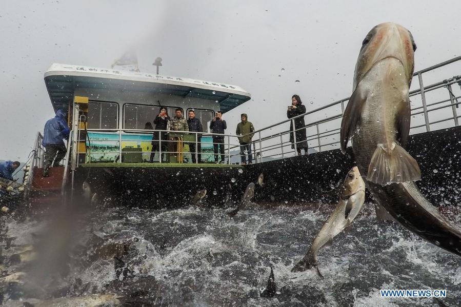 Fishery workers catch fish in Chun'an County, Zhejiang - Global Times