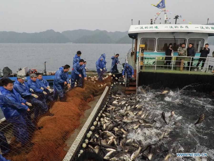 Fishery workers catch fish in Chun'an County, Zhejiang - Global Times