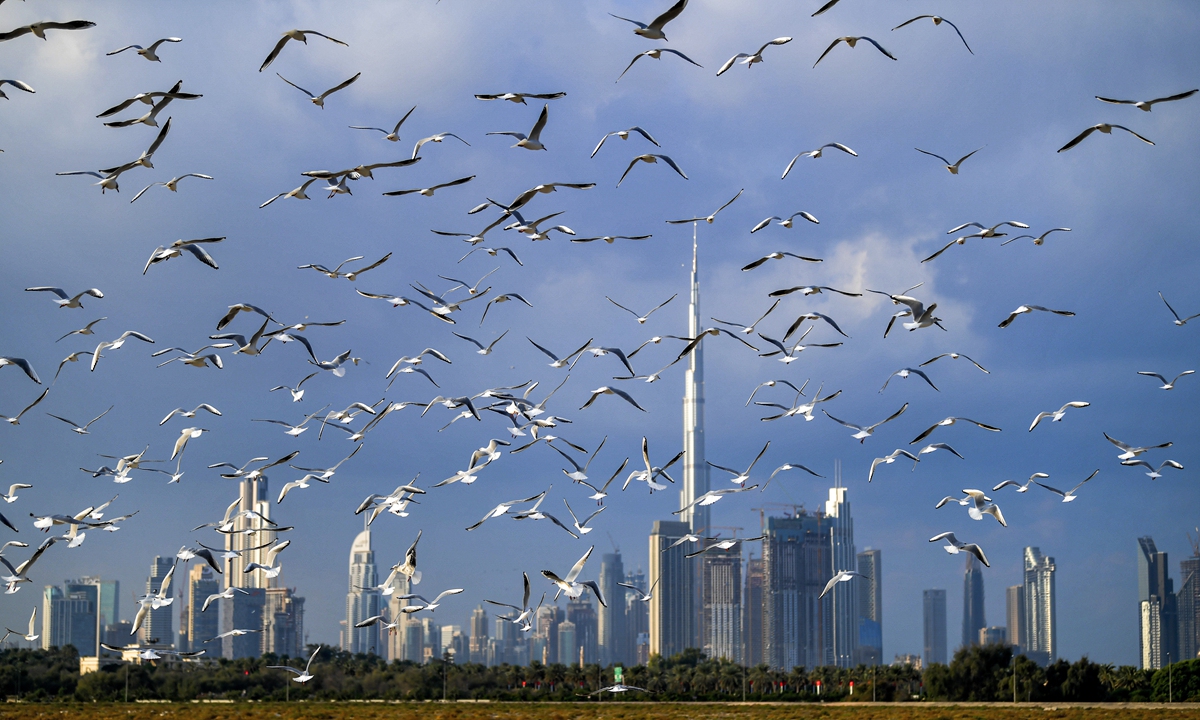 Seagulls take to the air as the Dubai skyline, including the world's tallest skyscraper Burj Khalifa, can be seen in the background. Photo: AFP