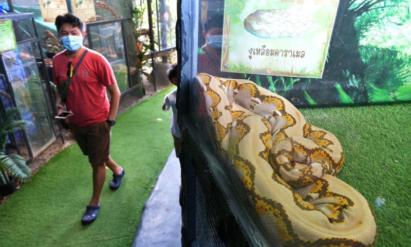A tourist looks at a snake at Monsters aquarium in Chonburi province, Thailand, Dec. 12, 2020. (Xinhua/Rachen Sageamsak) 