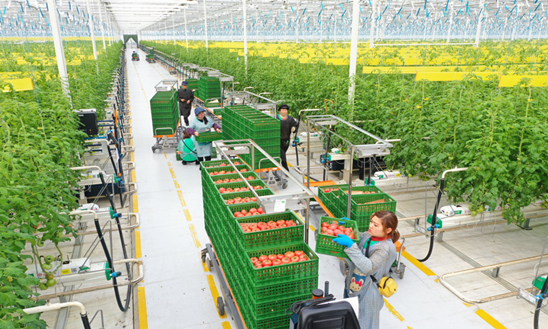 Employee pick tomatoes in a greenhouse at an intelligent agriculture park in Meishan city, Southwest China's Sichuan Province on Sunday. Meishan has continuously improved the supply of grain and other products through smart agriculture. To ensure supplies for the New Year holiday and the Spring Festival in February, local smart agricultural parks increased yields through the use of science and technology. Photo: cnsphoto
