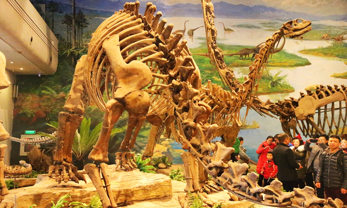 People look at dinosaur fossils at Zigong Dinosaur Museum. File photo: CFP