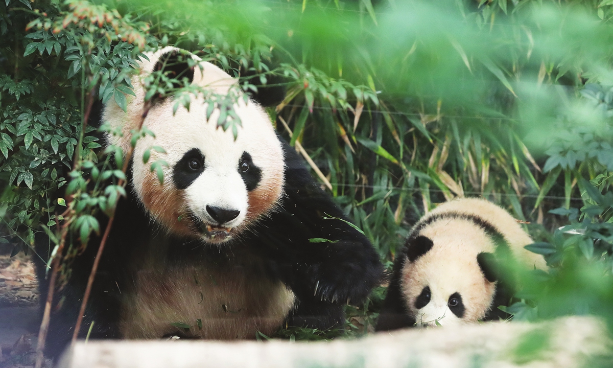 Fu Bao (right), the first panda born in South Korea, and her mother, Ai Bao, are seen at Everland Amusement and Animal Park in Yongin, South Korea on Monday. Born in late July 2020, Fu Bao got her name, which means “lucky treasure,” on November 4, 2020. Photo: VCG